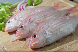 金線魚.jpg 金線魚.jpg